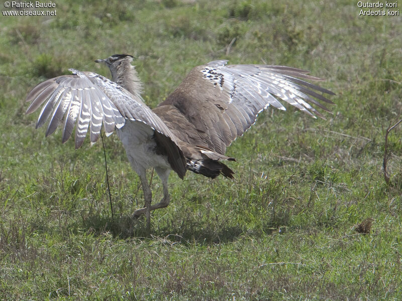 Kori Bustard male adult, identification