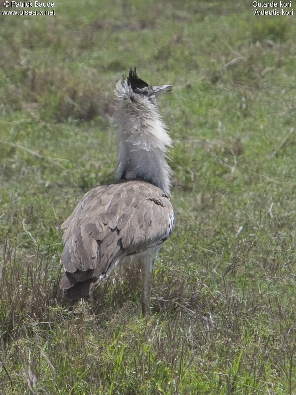 Kori Bustard male adult, identification