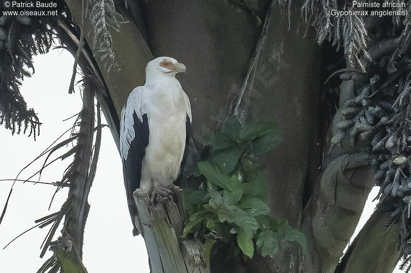 Palm-nut Vultureadult