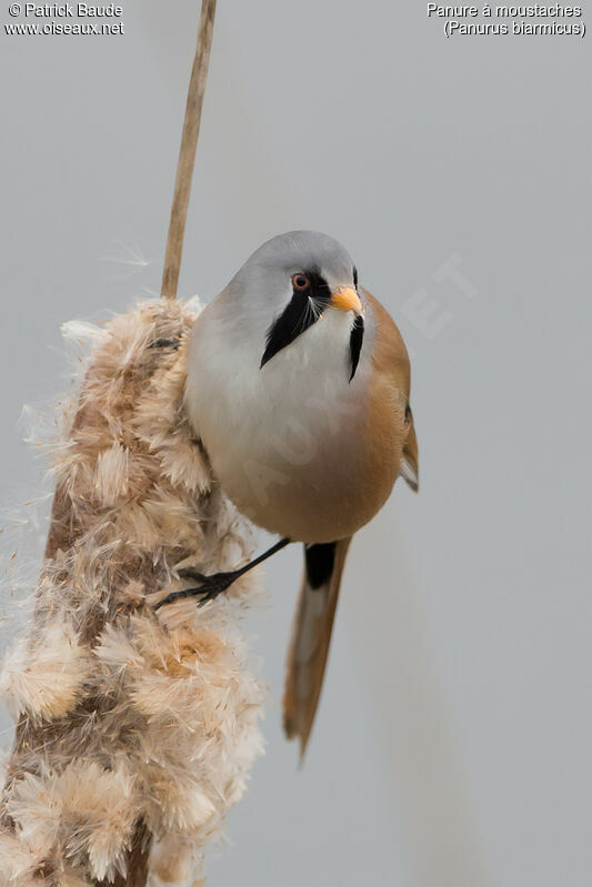 Bearded Reedling male adult, identification