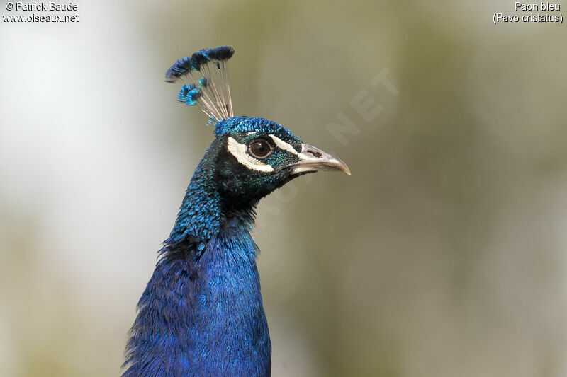 Indian Peafowl male, identification