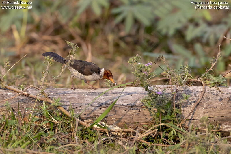 Yellow-billed Cardinal female adult