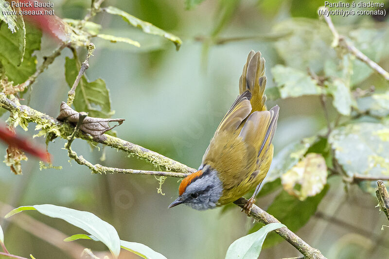 Russet-crowned Warbleradult