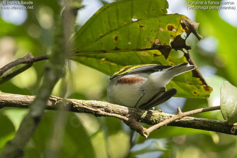 Paruline à flancs marronadulte