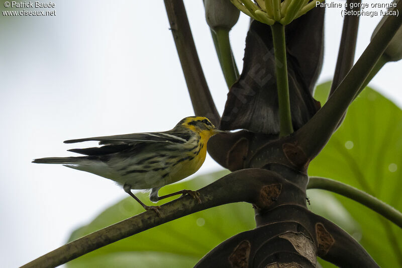 Blackburnian Warbleradult