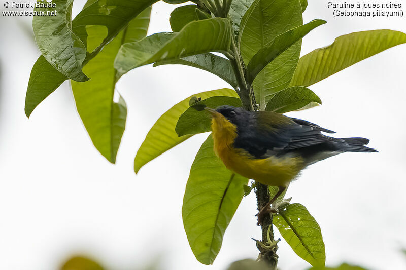 Tropical Parulaadult