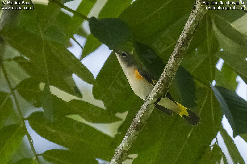 Paruline flamboyanteadulte