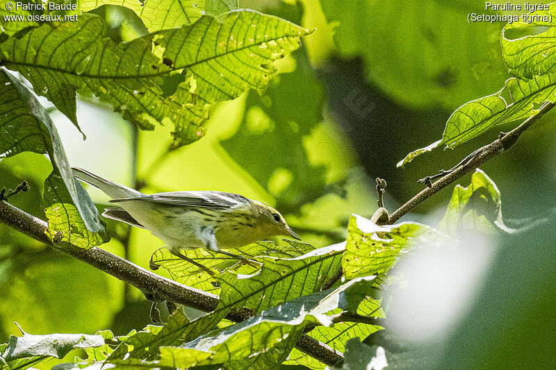 Cape May Warbler male adult