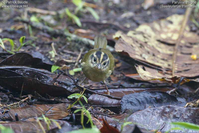 Three-striped Warbleradult