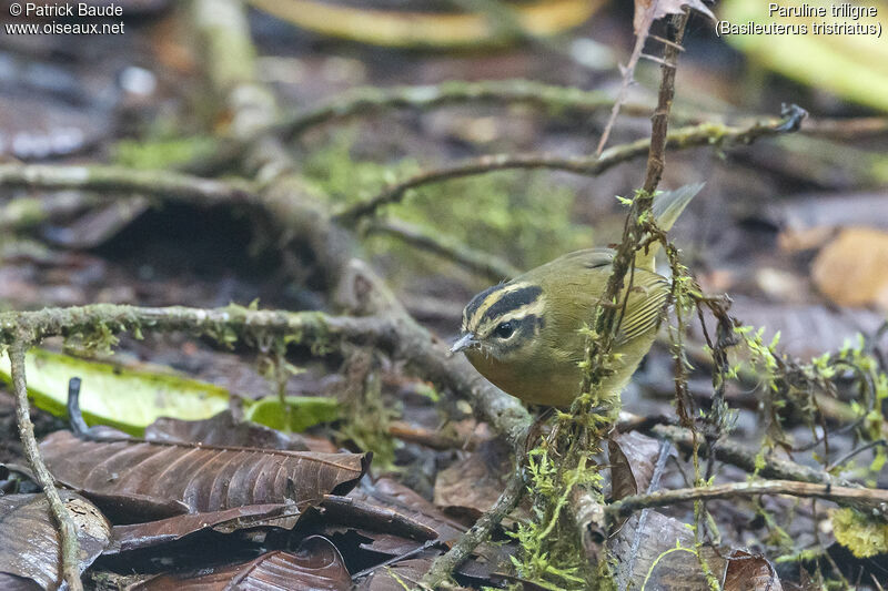 Three-striped Warbleradult