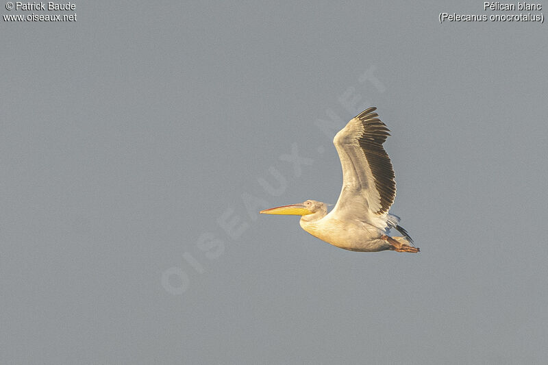 Great White Pelicanadult