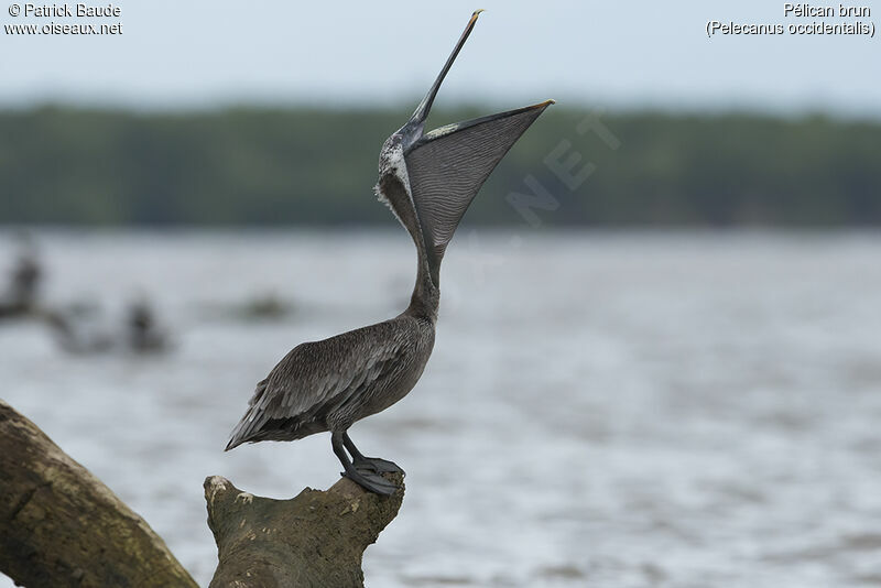 Pélican brunimmature