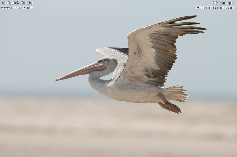 Pink-backed Pelicanadult, Flight