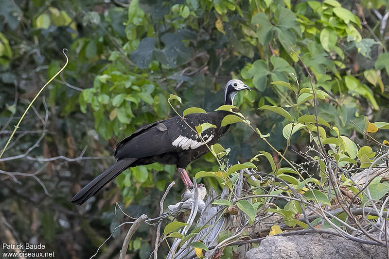 Red-throated Piping Guansubadult, habitat, pigmentation