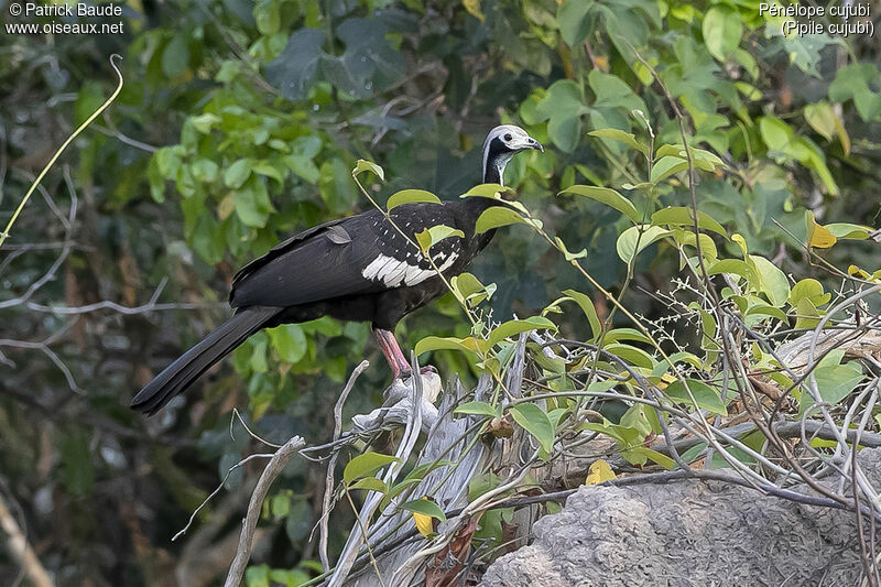 Red-throated Piping Guan