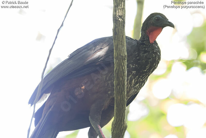 Crested Guanadult, identification