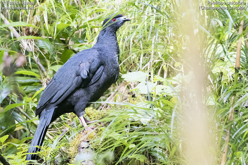 Black Guanadult