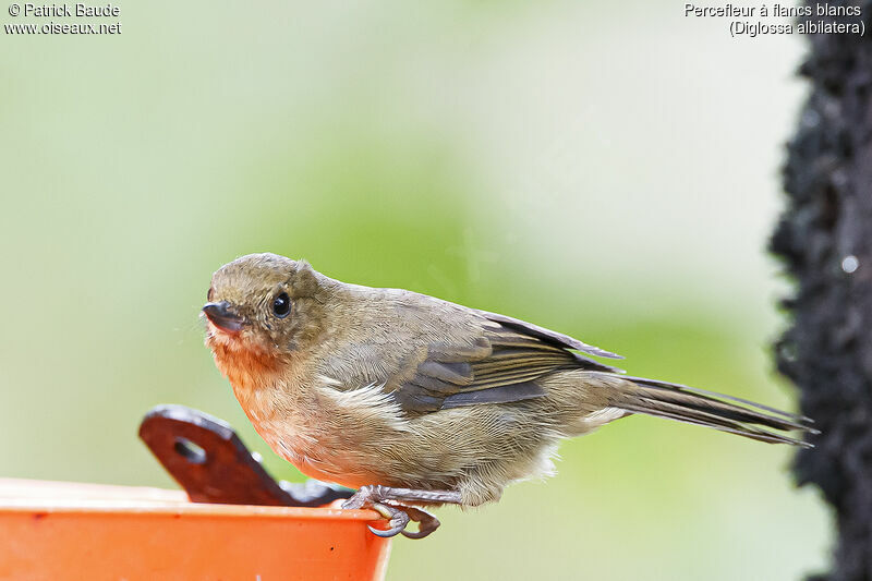 White-sided Flowerpiercer female adult