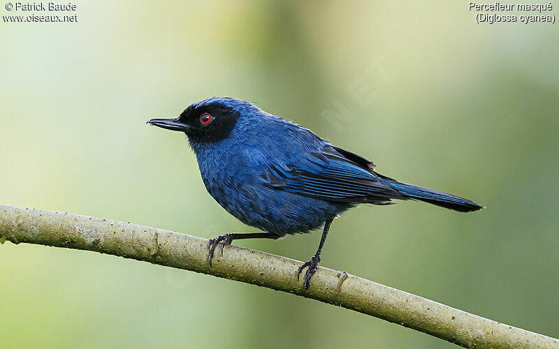 Masked Flowerpierceradult