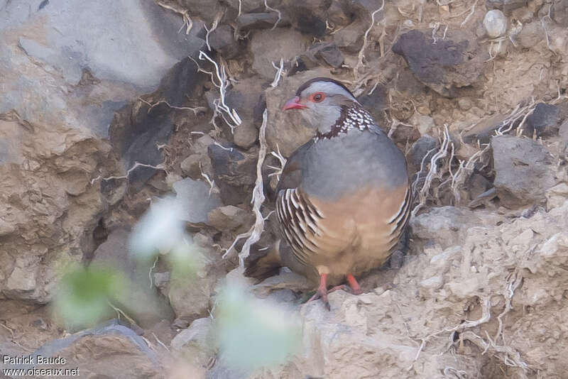 Perdrix gambraadulte, habitat, camouflage, pigmentation