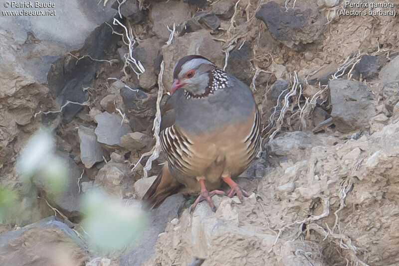 Perdrix gambraadulte, identification