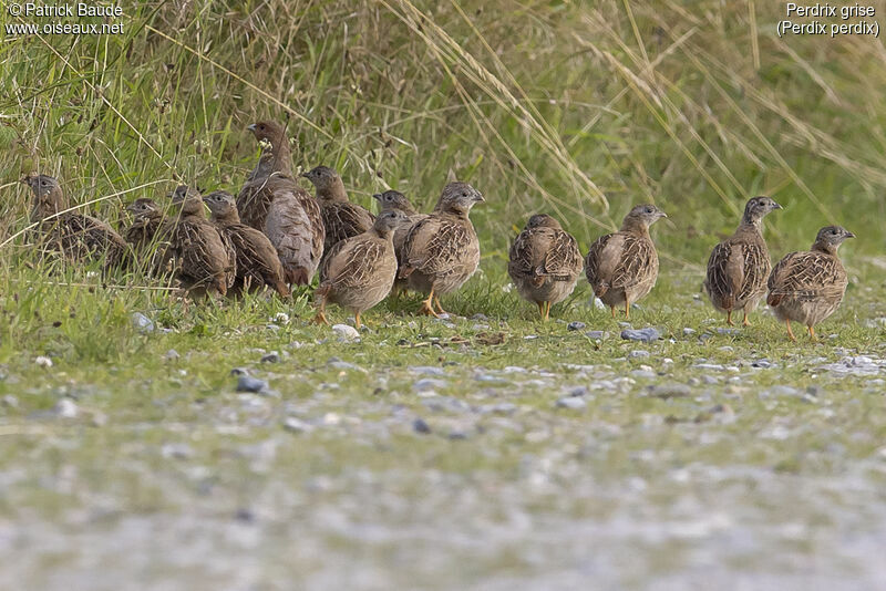 Grey Partridge, identification