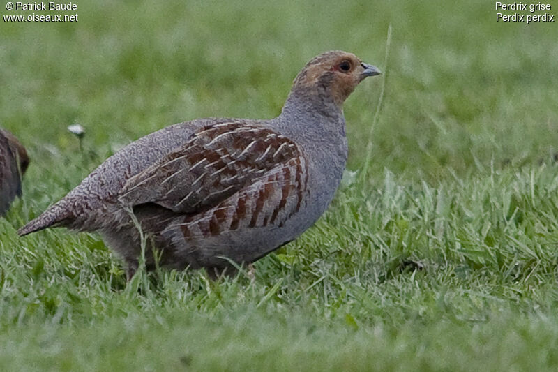 Perdrix griseadulte, identification