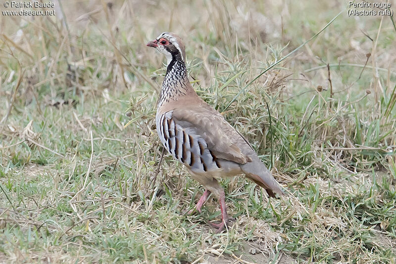 Perdrix rougeadulte, identification