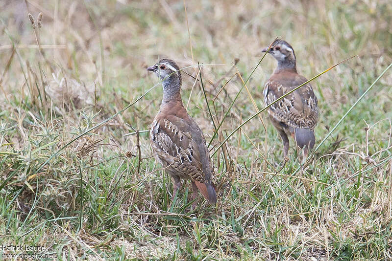 Red-legged PartridgeFirst year, identification