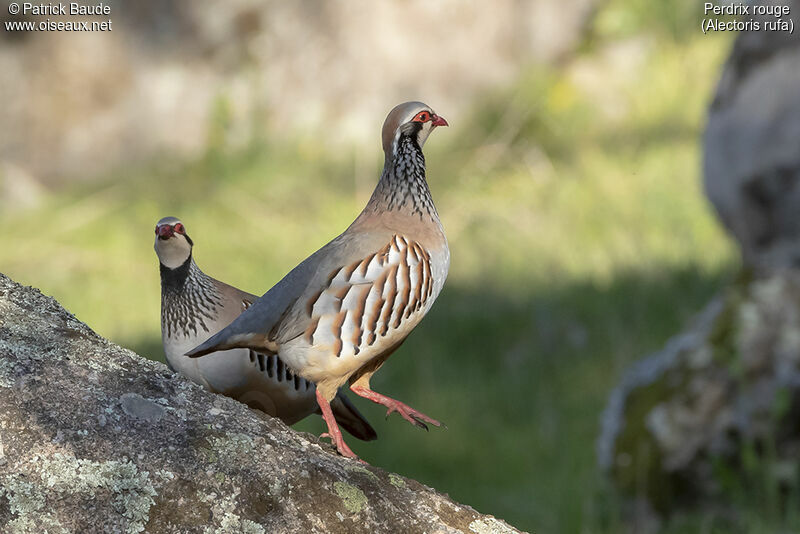 Red-legged Partridge