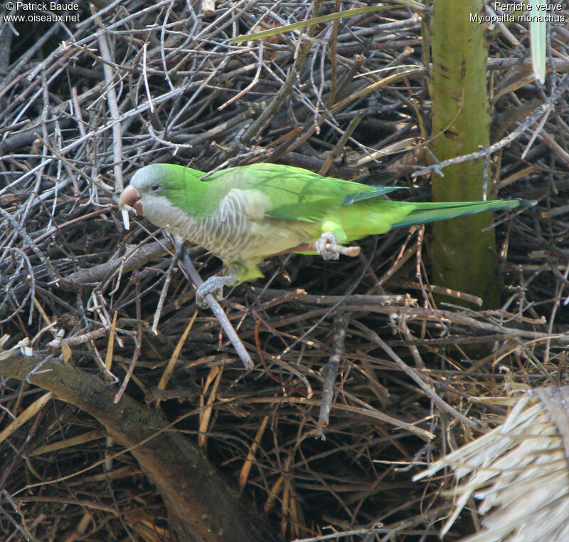 Perriche veuveadulte, identification