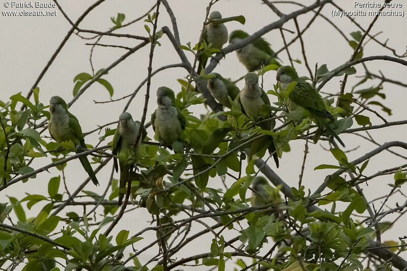 Monk Parakeetadult, Behaviour