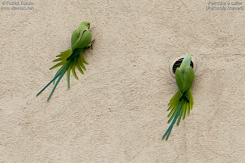 Perruche à collier, identification