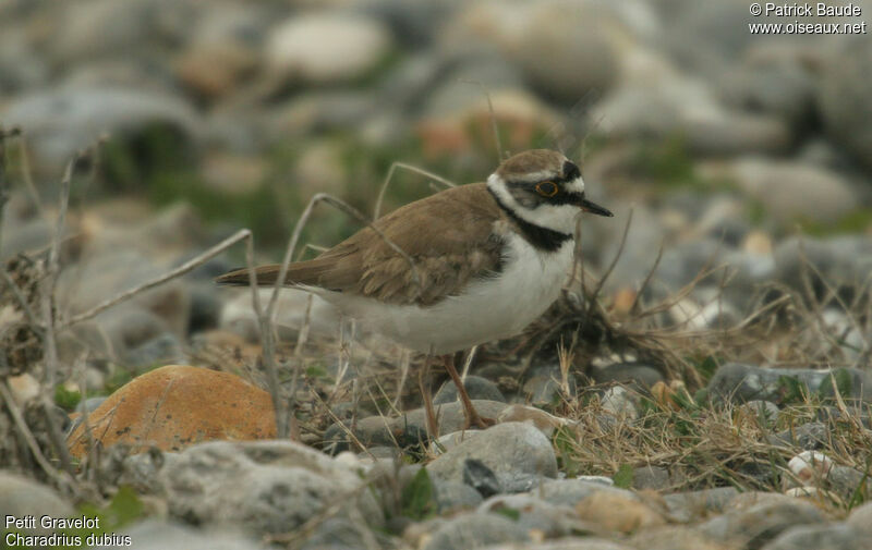 Little Ringed Plover