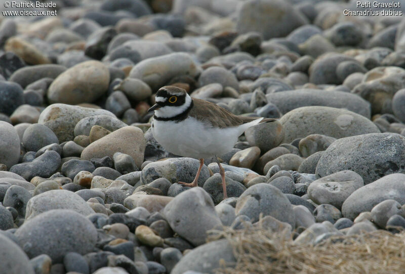 Little Ringed Plover