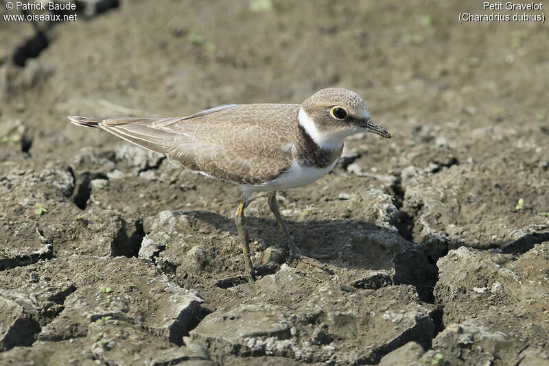 Petit Gravelotjuvénile, identification