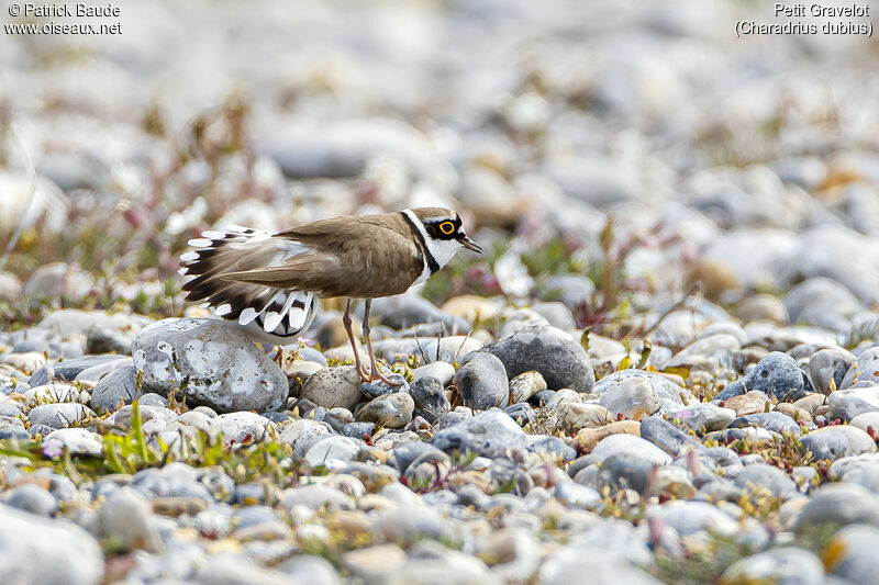 Little Ringed Ploveradult, courting display