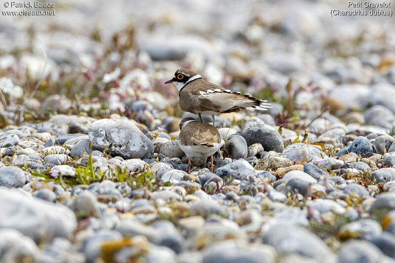 Little Ringed Ploveradult, courting display