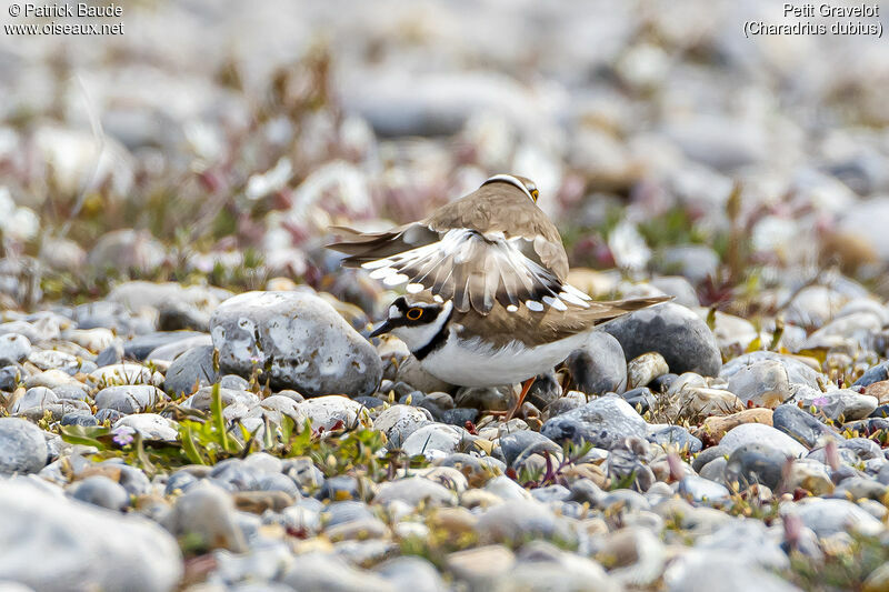 Little Ringed Ploveradult, courting display