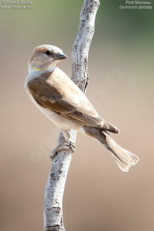 Petit Moineau mâle adulte, identification