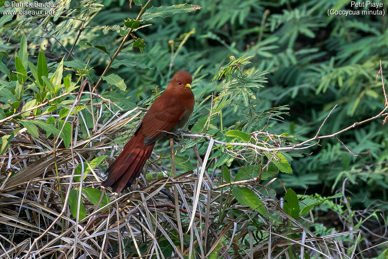 Little Cuckoo