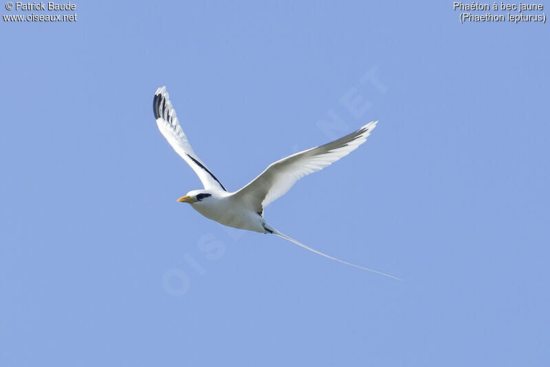 Phaéton à bec jauneadulte, identification