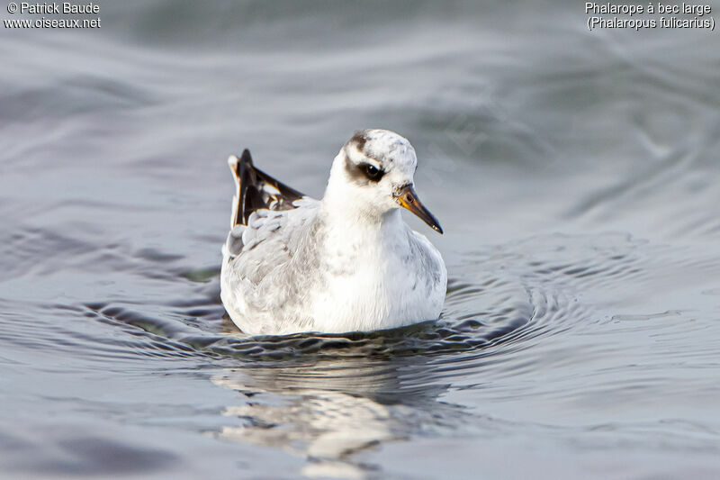 Phalarope à bec largeadulte internuptial