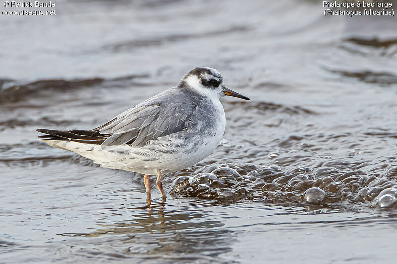 Phalarope à bec large