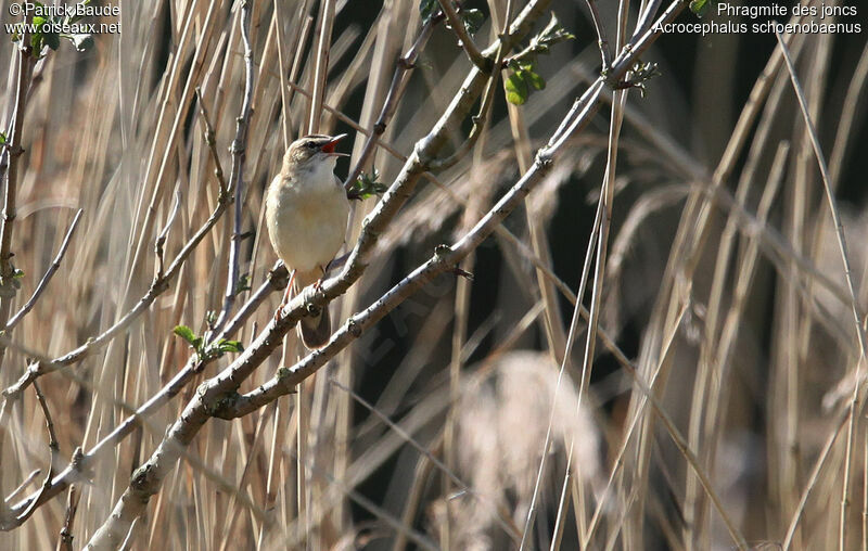 Phragmite des joncs mâle, chant