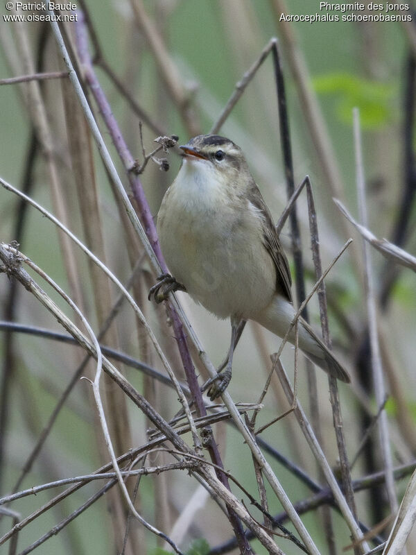 Sedge Warbleradult, identification