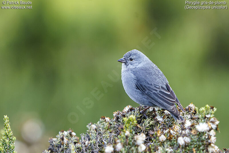 Plumbeous Sierra Finch male adult