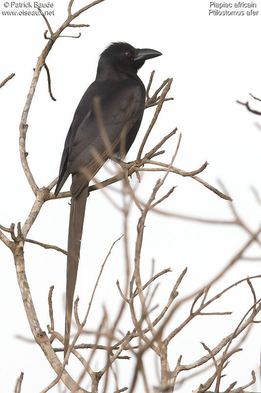 Piapiac africainadulte, identification