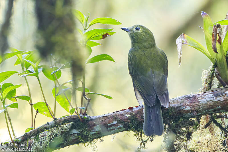 Piauhau olivâtreadulte, identification