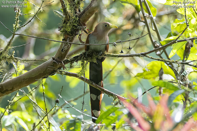 Squirrel Cuckooadult